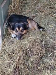 Medium breed dog lying curled up on hay, top view