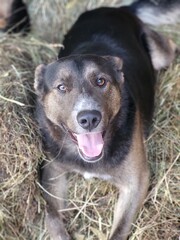 Smiling large breed dog portrait, front view