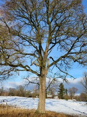 Single Leafless Tree Silhouette Against Winter Sky