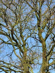 Bare Tree Branches Against Clear Blue Sky View from Below