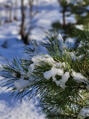 Snow Covered Pine Branch Close Up