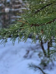 Pine Needles with Water Drops Close Up