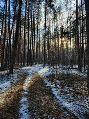 Pine Forest in Winter with Low Sunlight