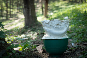 Obraz premium Para rubber cup lump sitting on grass outdoors in plantation