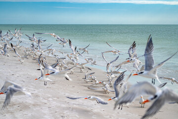 Seagulls flying on sky. Seagulls over coastal landscape. Seagulls in motion on shoreline. Seagulls above ocean in freedom flight. Sea with calm summer sky background. Sea calm horizon.