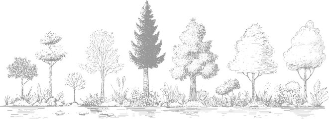 Obraz premium Artistic monochrome of a variety of deciduous and coniferous trees with detailed foliage and undergrowth, presented in a horizontal line style