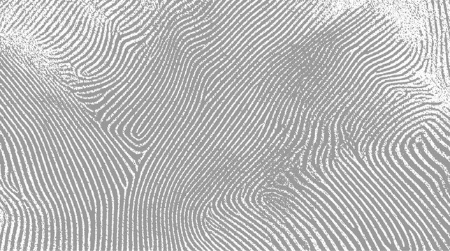Detailed abstract fingerprint-like pattern of swirling grey lines on a white background creating a complex organic texture