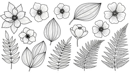 Botanical Art Collection: Assorted Flowers and Ferns in Detailed Outline Style © ayu