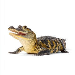 Naklejka premium Close-Up Profile of a Striking Yellow and Black Crocodile on a White Background