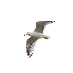 Seagull Flying, Isolated on Transparent Background