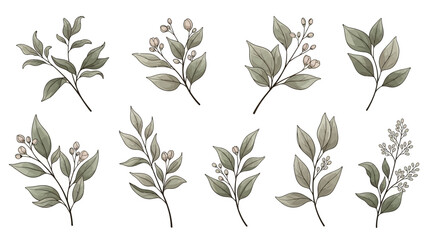 Collection of Delicate Botanical Branches with Buds and Leaves in Watercolor Style