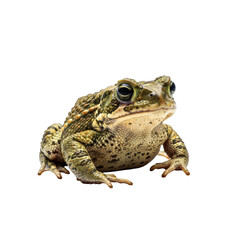 Fototapeta premium Gulf Coast Toad Sitting, Front View, Transparent Background