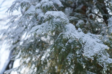 snow covered pine tree