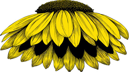A vibrant illustration showcasing a layered sunflower with contrasting yellow petals and a dark center