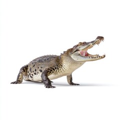 Naklejka premium Realistic and Detailed Crocodile Model with Open Mouth Displaying Sharp Teeth and Unique Scales on White Background