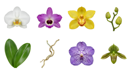 Orchid collection including colorful flowers, green buds, leaves, and aerial roots isolated. Botanical floral set for spa and decoration.