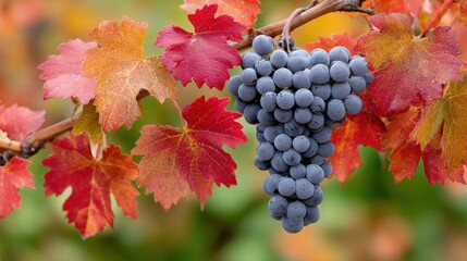 Grapes hanging from vine surrounded by red leaves in a vineyard during the fall season