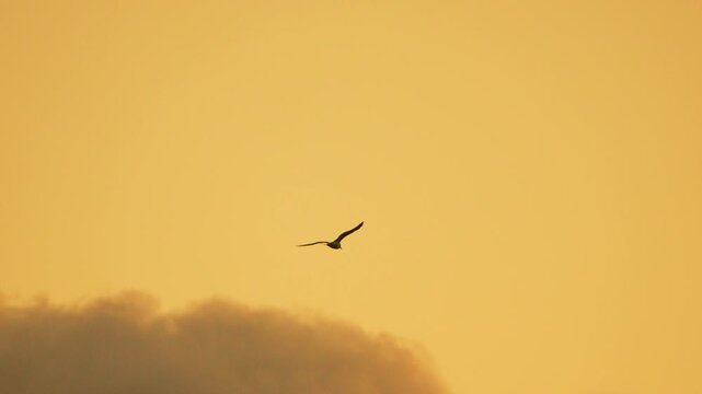 Seagulls flying silhouetted against dramatic golden sunset sky with clouds Vertical video