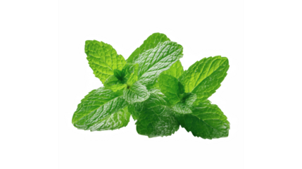 Vibrant and aromatic fresh green mint leaves isolated on a pure black background, ready for culinary use