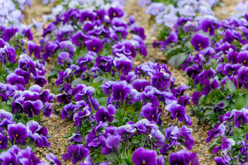 春の庭に群生して咲く鮮やかな紫色のパンジーの花
