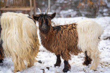 Fototapeta premium Valais Blackneck goat head portrait with long horns and fur close up detail. Zermatt, Canton of Valais, Switzerland.