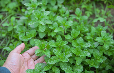 hand hold Cuban mint for collecting to test in using as a herb for healthy living life