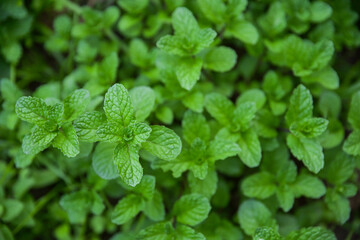 Cuban mint for collecting to test in using as a herb for healthy living life. top view