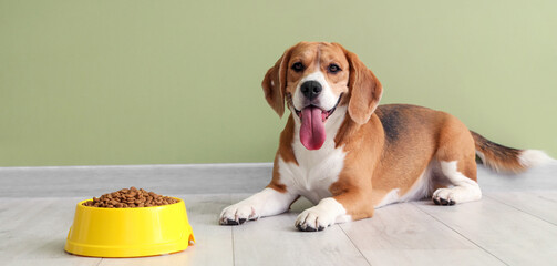 Adorable Beagle dog lying with bowl of dry food near green wall at home