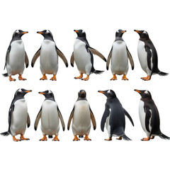 Obraz premium Cute Penguin Cartoon Graphics and Real Wildlife images Set Antarctic Bird Silhouette Vector Icons for Kids Design Assets