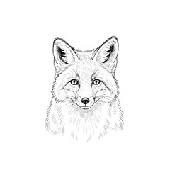 Obraz premium Hand-drawn fox portrait, sketch style, white background
