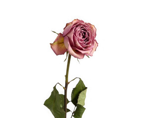 Single pink rose isolated on transparent background