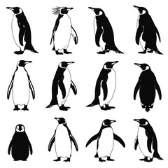Obraz premium Penguin Wildlife Photos and Cartoon Character Illustrations Set Cute Antarctic Bird Graphics and Black White Silhouettes