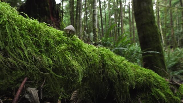 Cat's Tail Moss with Mycena Mushroom - Pacific Northwest Forest Panning Shot 4K