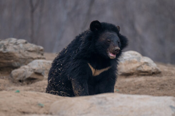 Asian black bear resting on the ground, featuring dark fur and distinctive chest markings in a...
