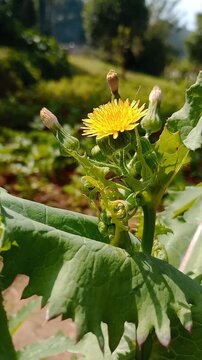 Sonchus asper flower swaying gently in the wind
