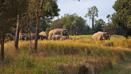 Naklejka premium A herd of elephants is marching up a hill in the savanna grassland of Khao Yai National Park, Thailand.