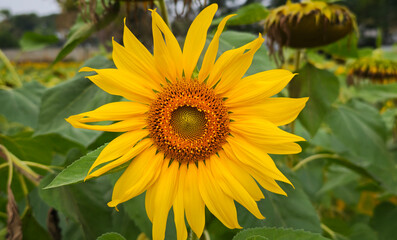 Obraz premium Sunflower field. Agriculture, sunflower seeds growing concept. Blooming sunflower field