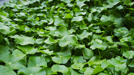 Green gotu kola in the garden