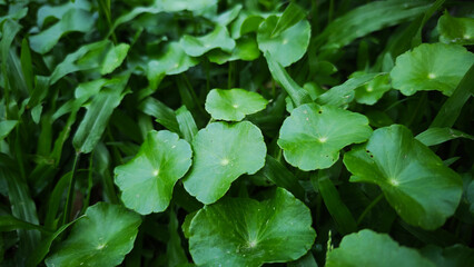Green gotu kola in the garden