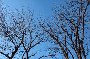 Trees that have shed their leaves in winter. Blue sky in the background.