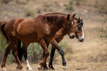 Fototapeta premium Strong Wild Horse Stallions Fighting for Dominance at Salt River Arizona United States