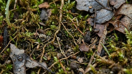 Detailed view of forest floor with moss, leaves, and twigs, captured from a close-up perspective, showing natural texture and earthy tones in the image 142.jpg