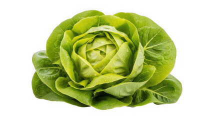 Fototapeta premium Fresh green butter lettuce head with glistening dew drops, healthy vegetable, isolated on transparent background