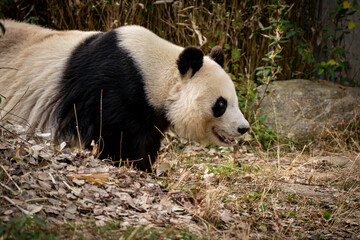 Obraz premium 歩いているパンダ