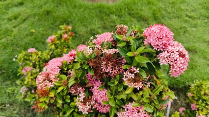 Obraz premium Close up pink ixora flowers with green leaves in a garden. Perfect for tropical nature, floral beauty, fresh background, decoration, and editorial content. Ideal for designers, publishers, and creativ