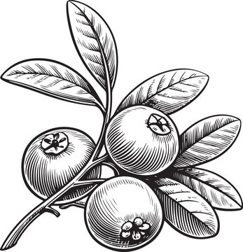 Cranberries (Cranberry Berries) Hand-drawn Sketch Drawing Vector Illustration, Line Linear Symbol Engraving Coloring Book, Black and White Isolated