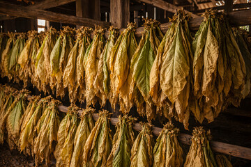 Traditional tobacco leaves drying naturally in rustic storage setting