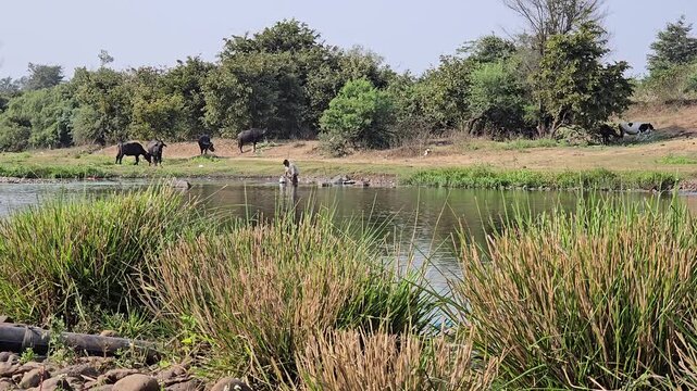 A boy fills his pot from the stream, cattle grazing by river. A silent scene captures the calm rhythm of rural life, showing a simple daily chore set against a vast, peaceful meadow under the sky.