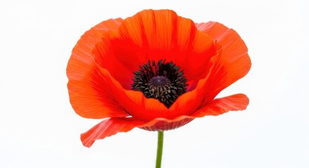 Obraz premium A single vibrant red poppy flower isolated on white background, showcasing its delicate petals and dark center
