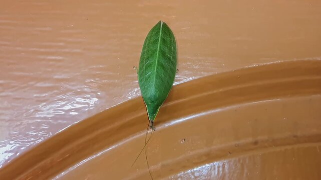 Closeup of katydid perched on house door showing detailed texture and natural camouflage beauty